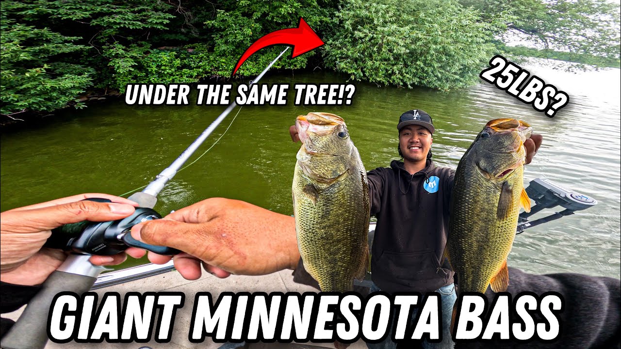 CATCHING GIANT MINNESOTA BASS IN SHALLOW COVER! (24-25lb BAG!)