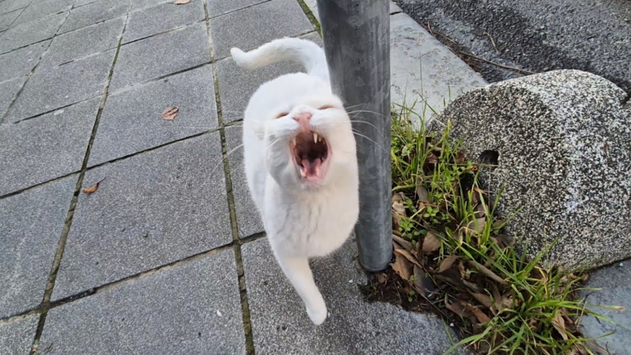 The World's Angriest White Cat turns into A Psychopath when you touch her.
