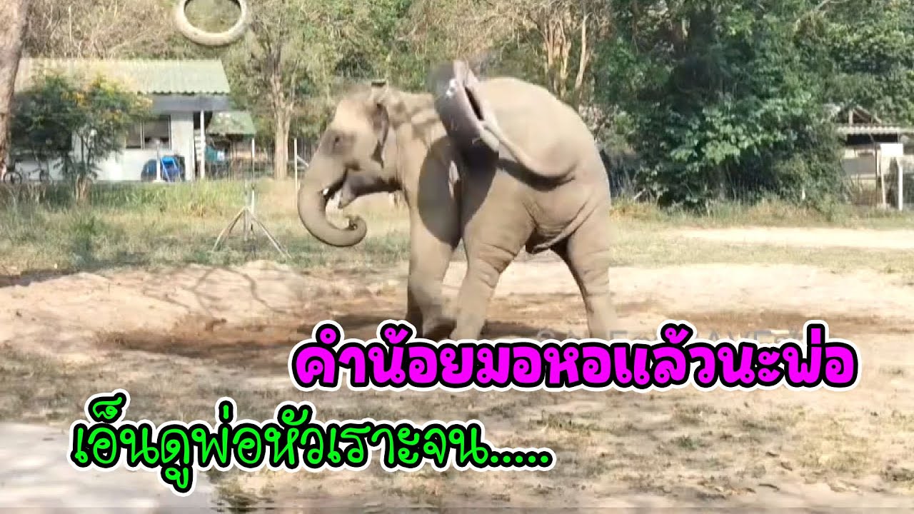 สู้ชีวิตหนักมากพลายคำน้อย 