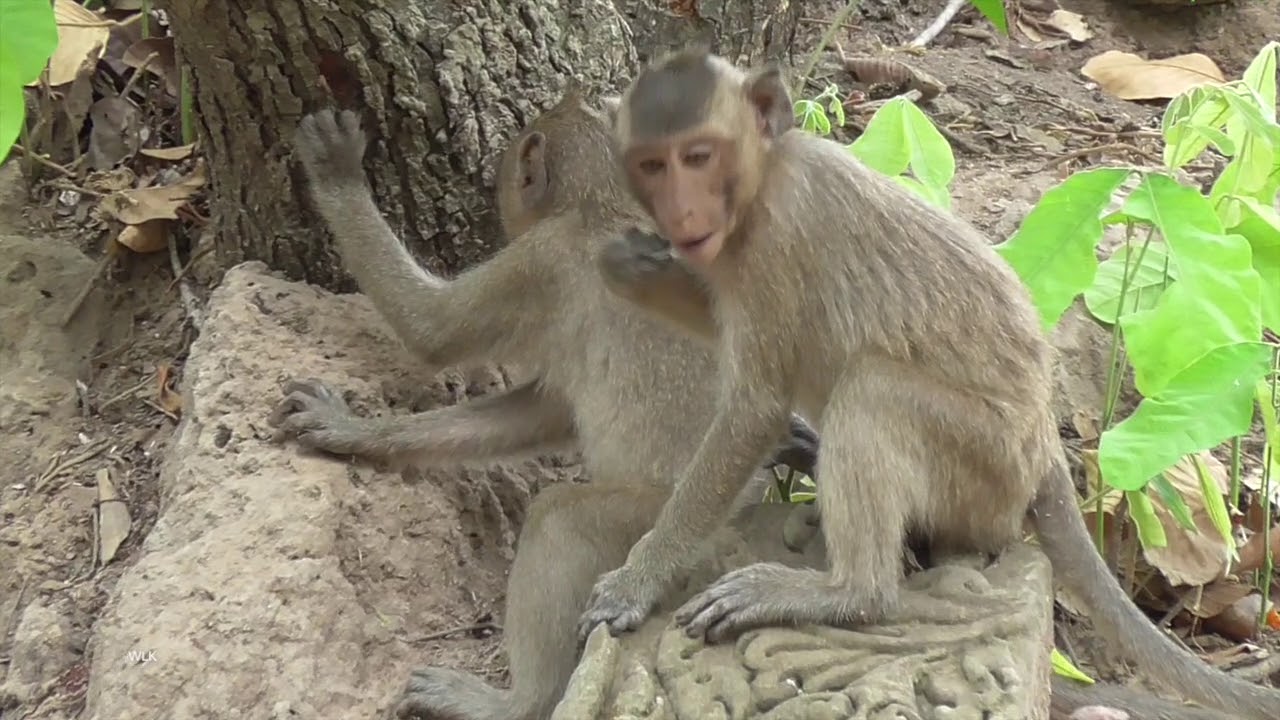Bayon monkey team playing