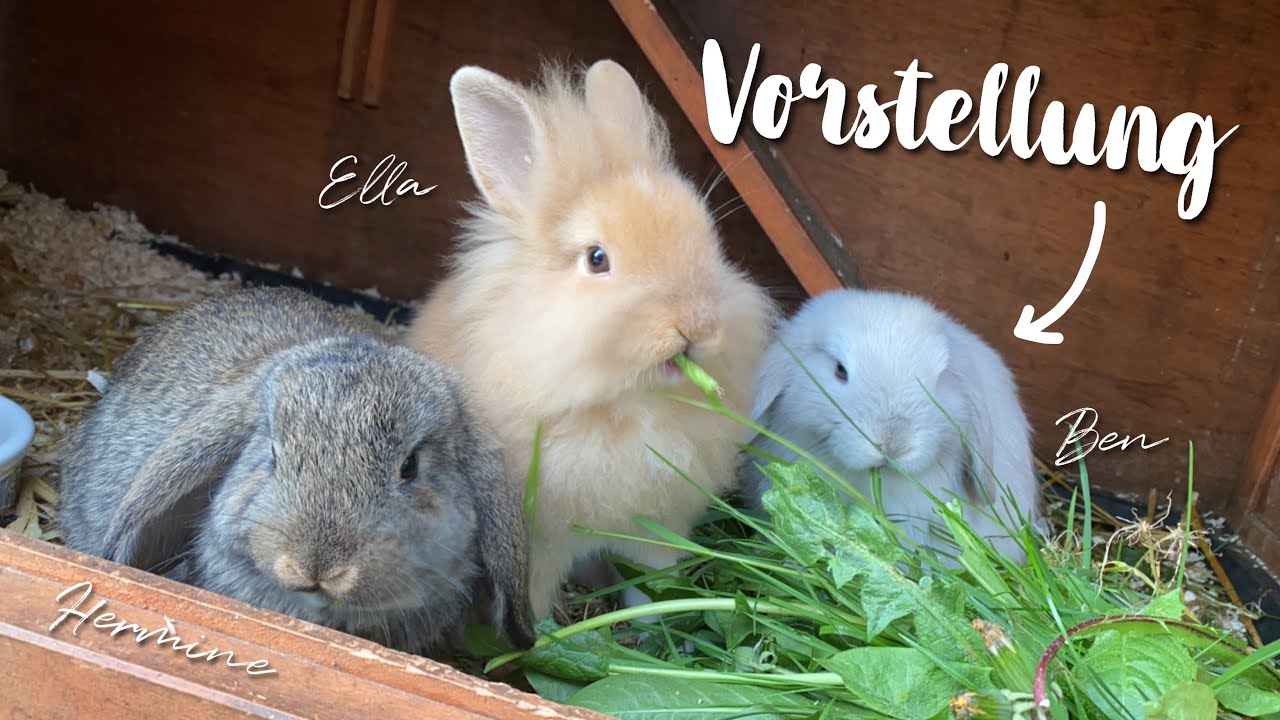 Hermine, Ella & Ben - Vorstellung | Kaninchenstar