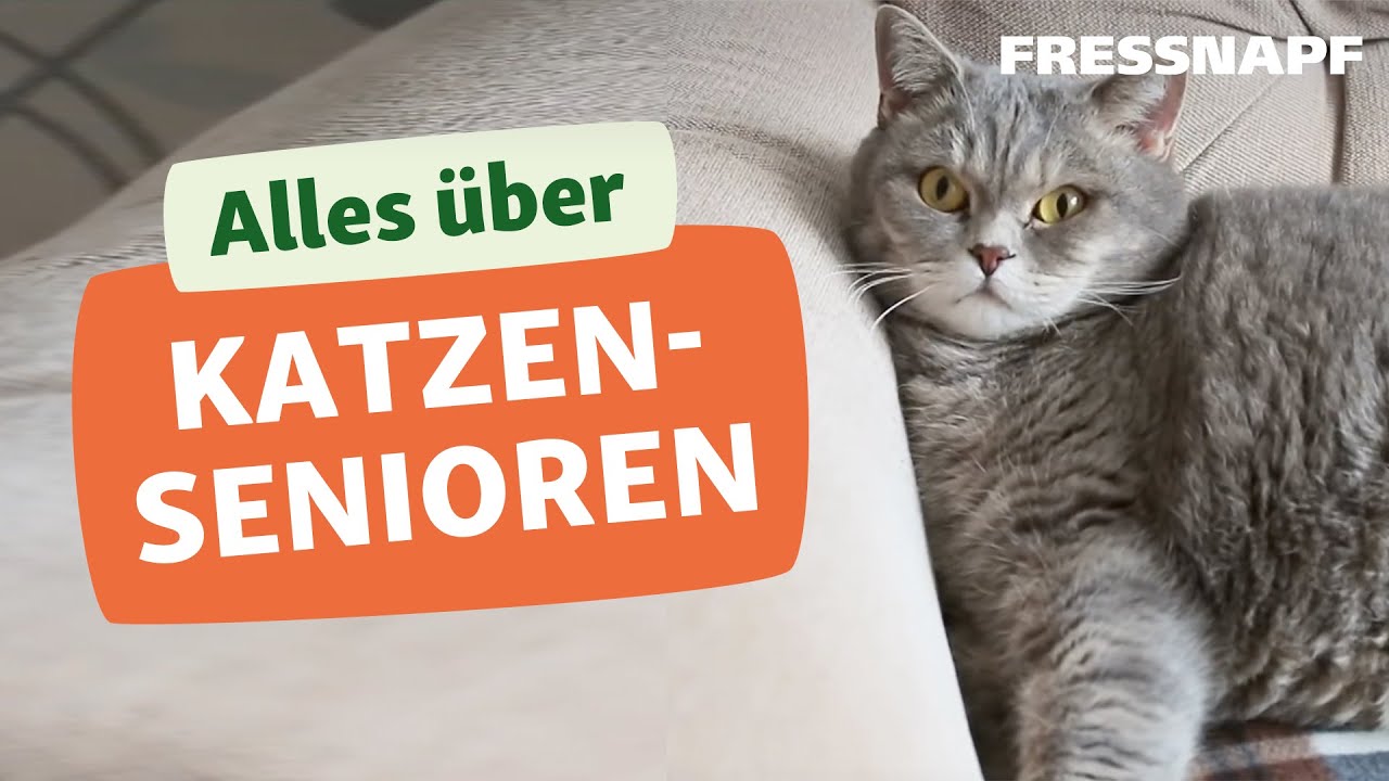 Seniorkatze: Wie alt werden Katzen und wie verändern sie sich?