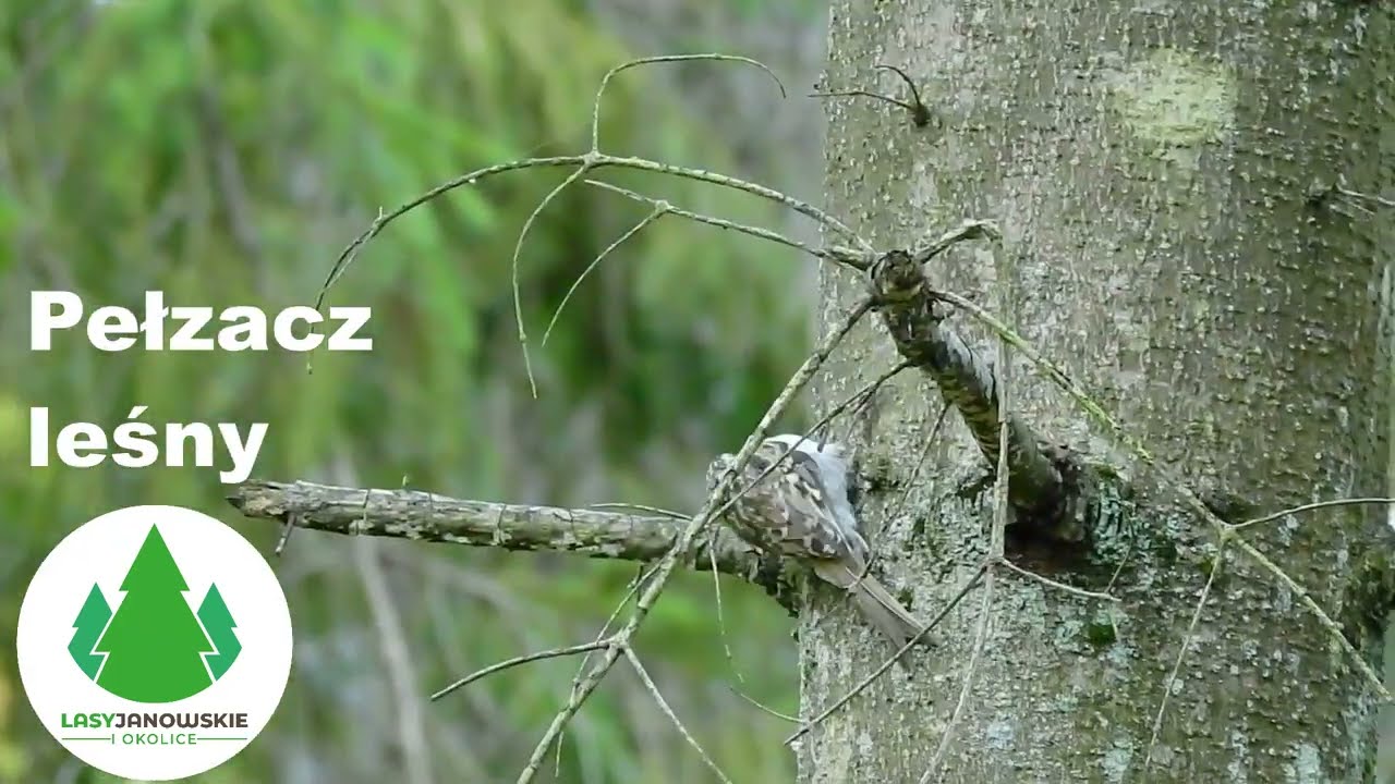 Pełzacz leśny