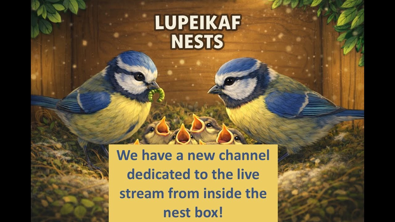 20.02.2026 07:00 🟥 LiveStream – Bird Activity at a Peaceful Backyard Pond