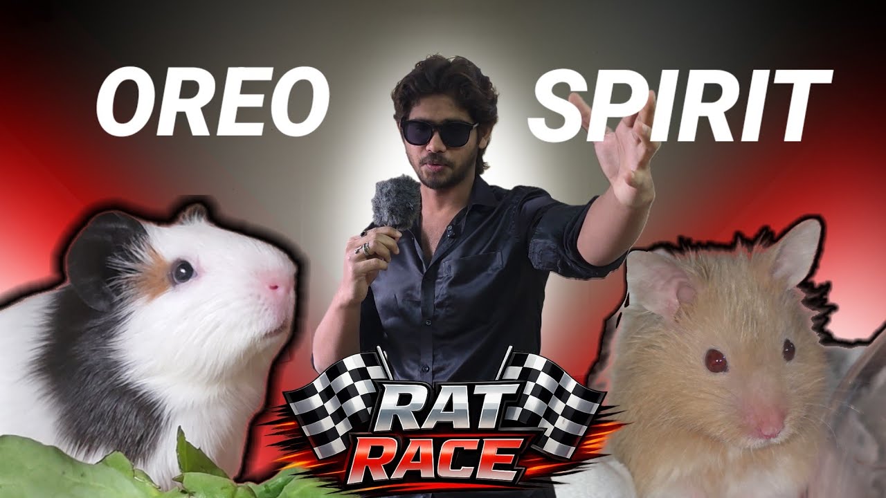 Guinea Pig vs Hamster 🐹 | Cute Race Challenge (Oreo vs Spirit)
