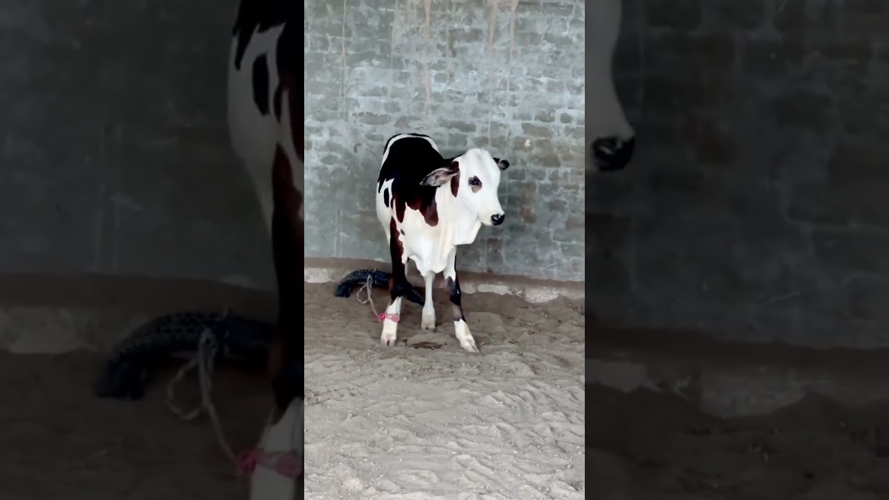 Ablak Bachra For 2024 | #cow #youtube #shorts