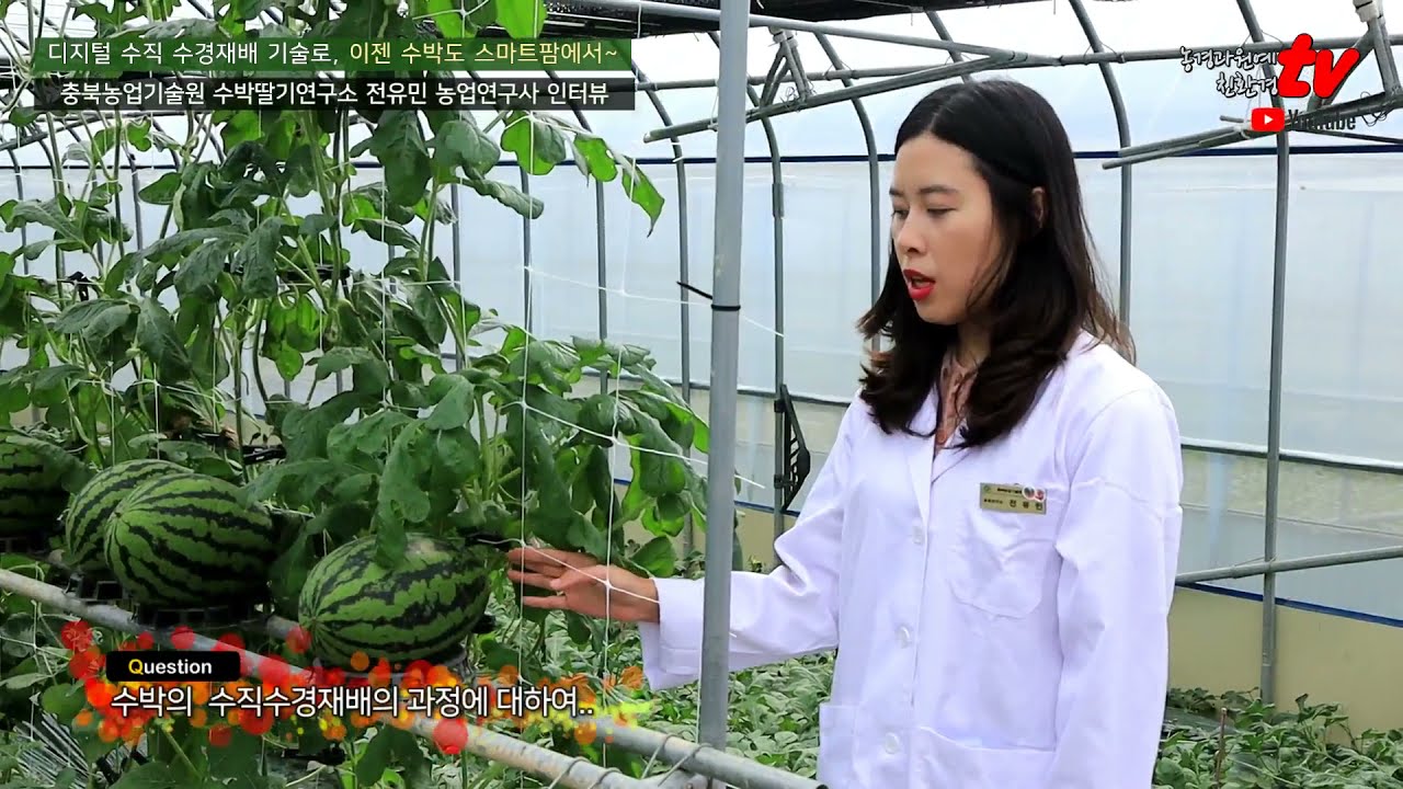 [농경과원예·친환경TV] 한국형 스마트팜 특집 - 디지털 수직 수경재배 기술로, 이젠 수박도 스마트팜에서~ - 전유민 충북농업기술원 연구사 인터뷰