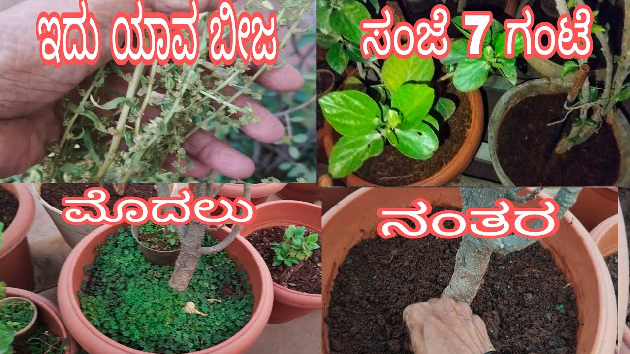 #ಸಂಜೆ_ಮಾಡಿದ_ದಾಸವಾಳ_ಗಿಡಗಳ_ಪಾಟ್_ಕ್ಲಿನಿಂಗ್//