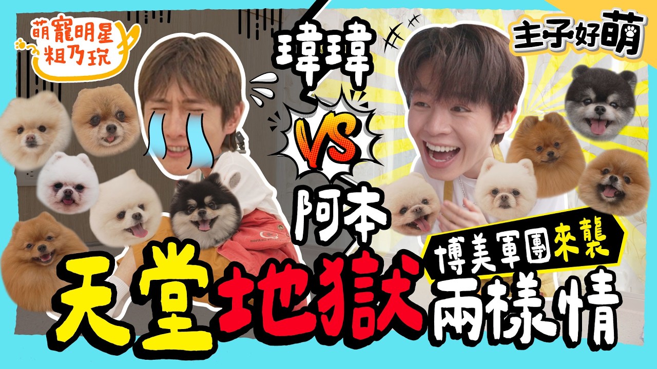 博美軍團來襲！阿本 vs. 瑋瑋 天堂地獄兩樣情！？【 主子好萌 】 萌寵明星粗乃玩 @haveapetday