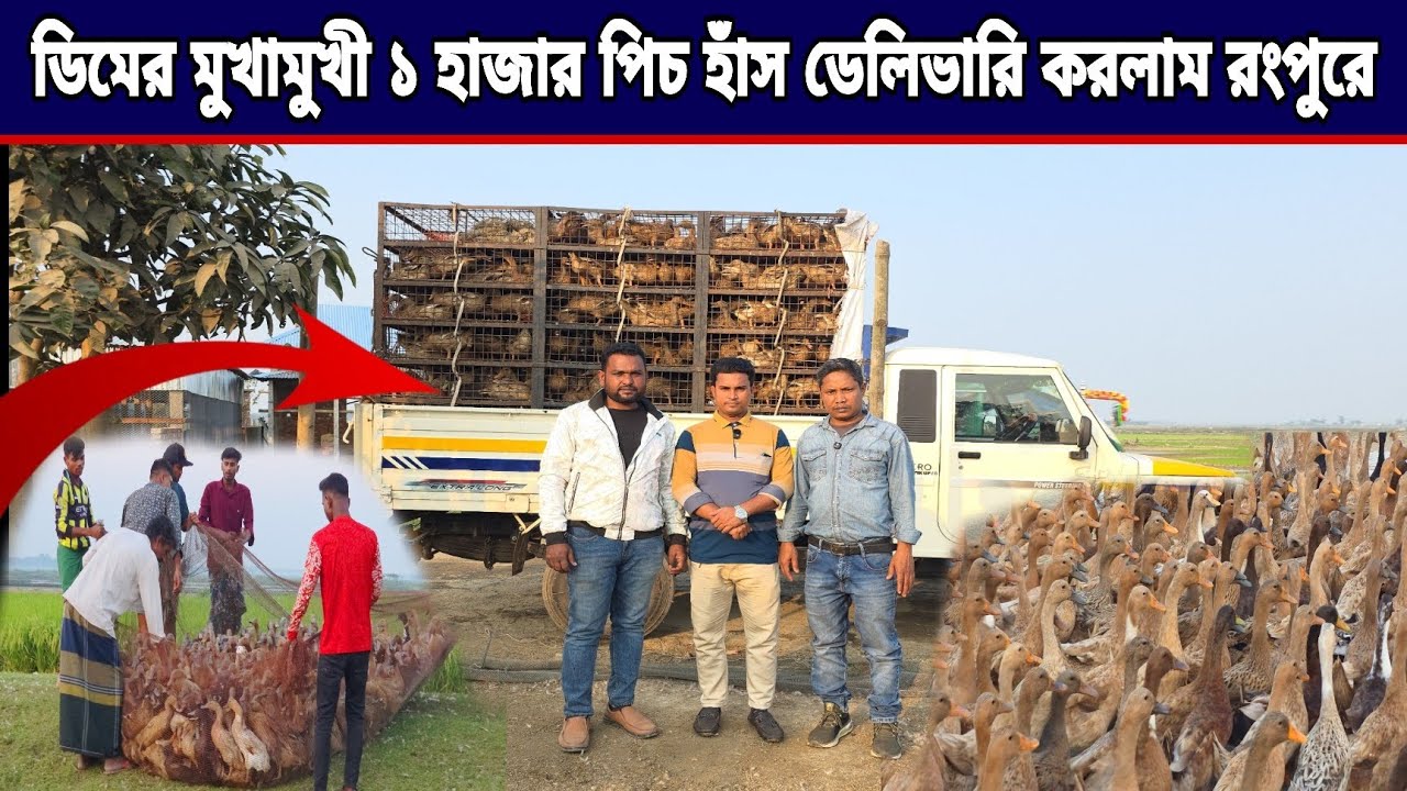 ডিমের মুখামুখি ১ হাজার পিছ খাকী কেম্বেল হাঁস ডেলিভারি করলাম রংপুরে।