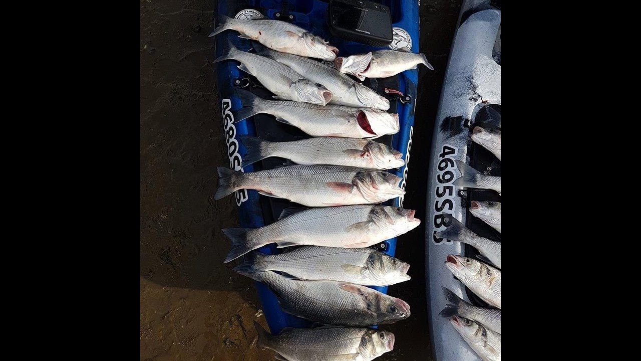 Pesca de ROBALOS ao Trolling