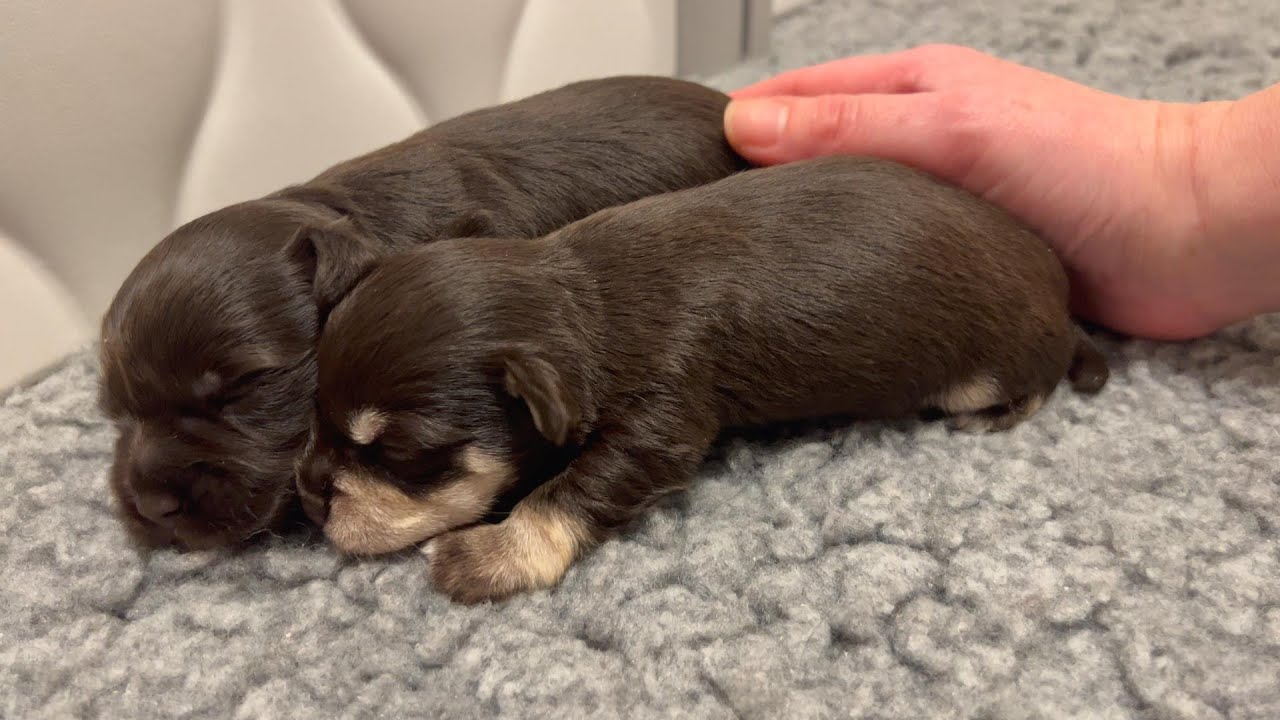 Fluffy Buttz: Kokomo & Bob's 1-week-old Miniature Schnauzer puppies
