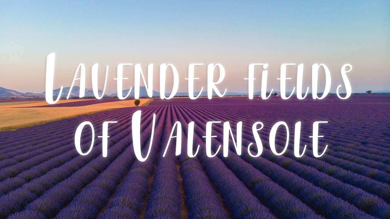 Lavender fields of Valensole (French Provence) with drone DJI Mavic Air