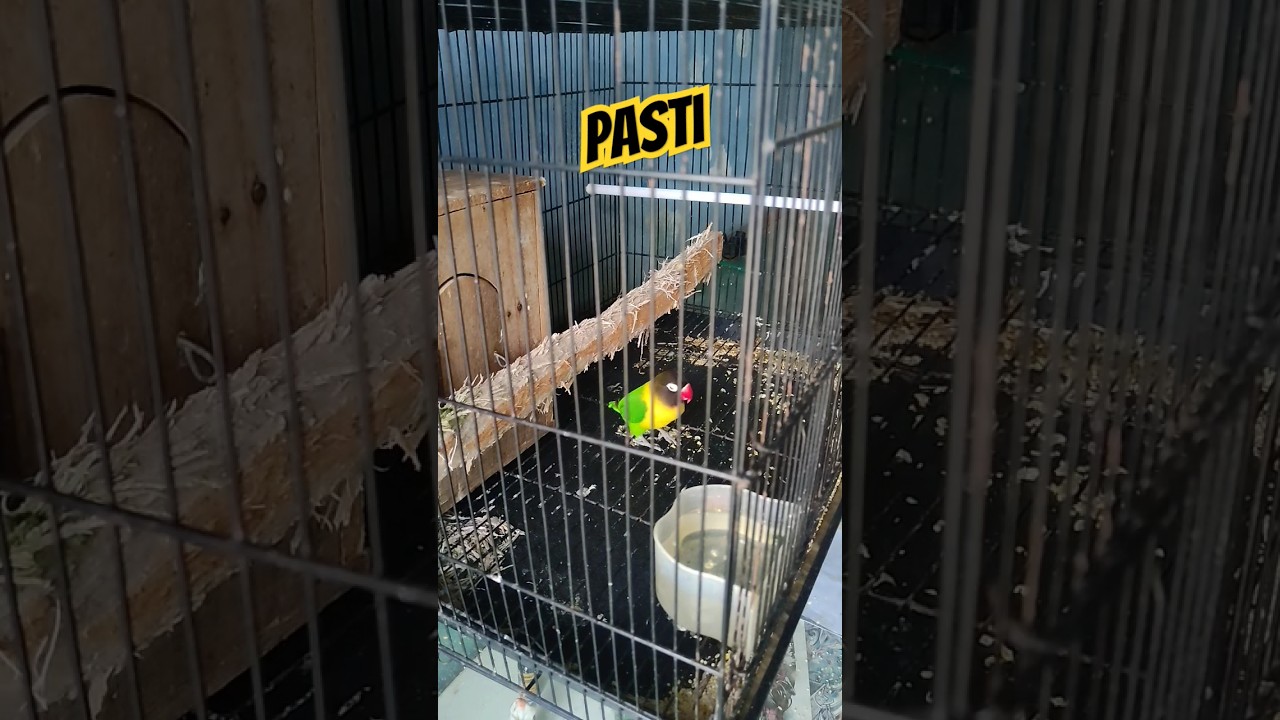 LOVEBIRD JANTAN #lovebirdmania #proseskonslet #seputarkonslet#lovebirdgacor