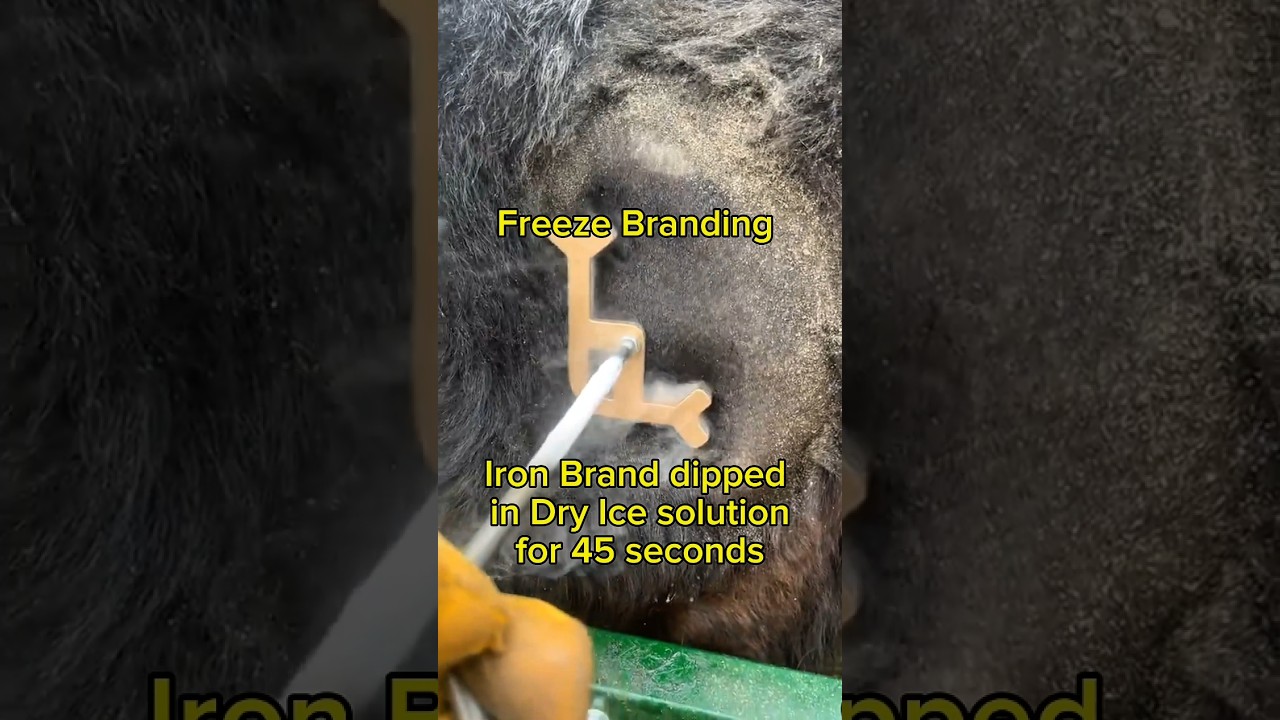 🥶Freeze Branding🐮 #shorts #farming #cow #cows #satisfying #agriculture #cattle #animals #veterinary