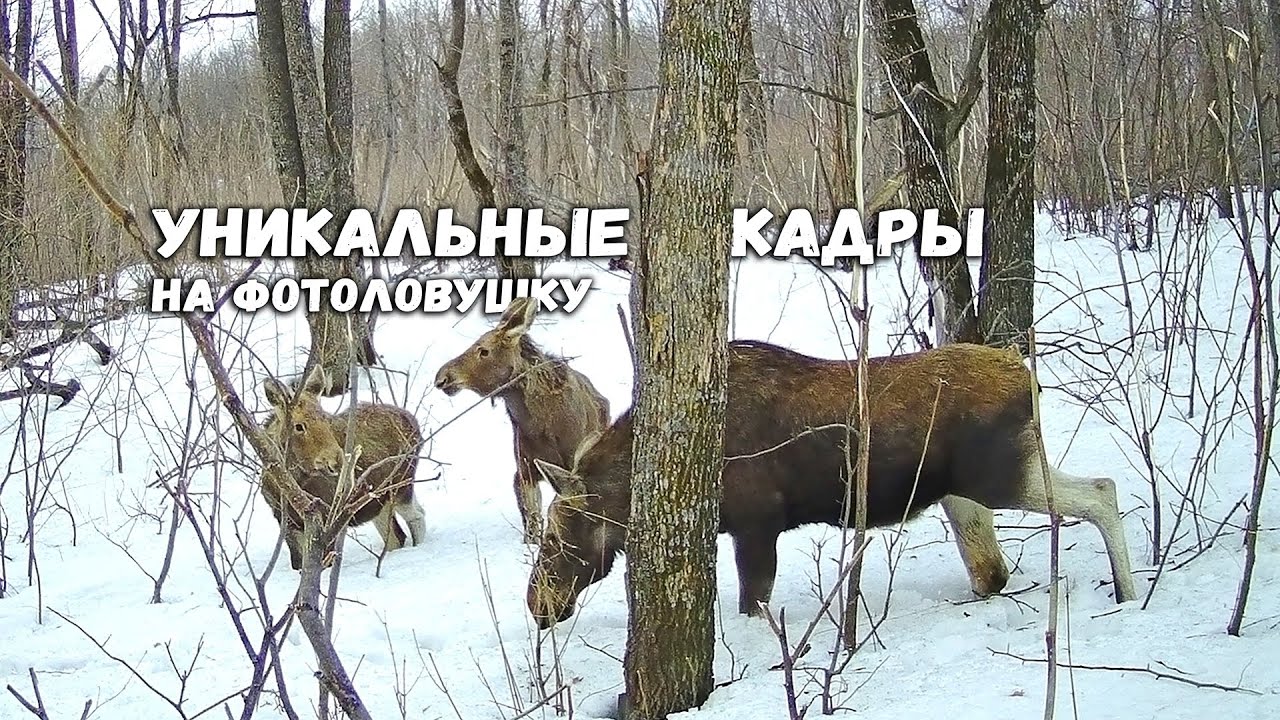 Кто приходил к фотоловушке в диком лесу?| Удачная съемка необычной семьи лосей