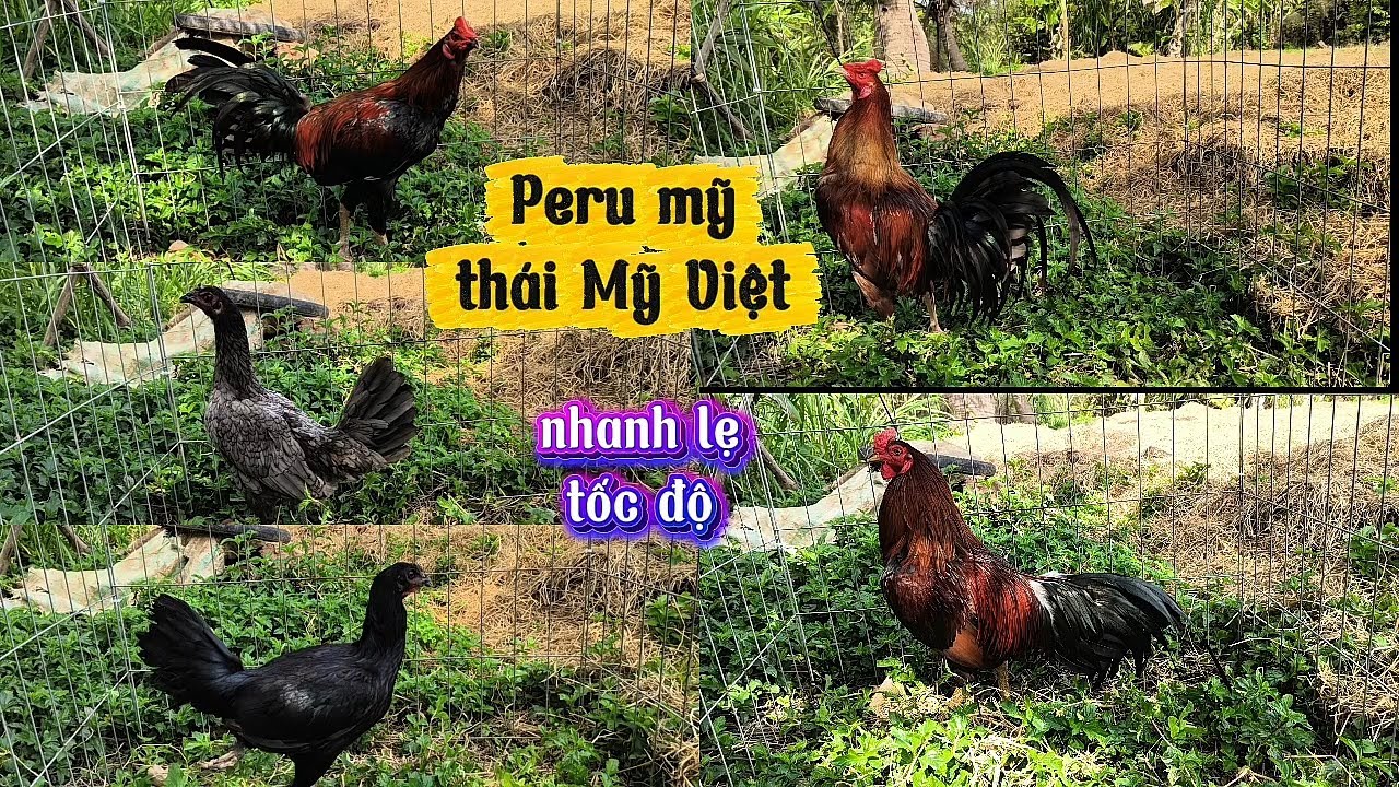 Top gà trống mái Peru mỹ tốc độ (25/1/26) Lê Quý Gò Công