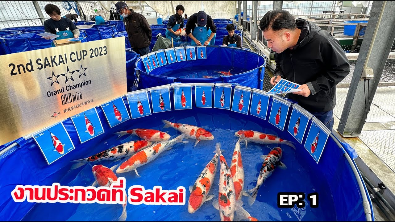 งานประกวดปลาคาร์พ Sakai cup 2023 Ep: 1