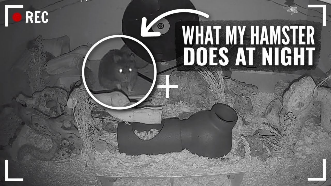 What My Hamster Does at Night 🌙