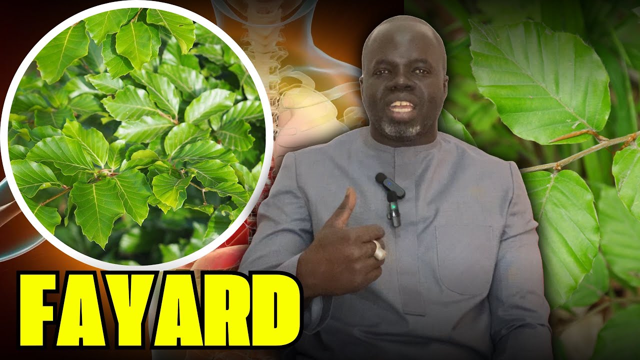 🌴 Ndiarignou Fayard : Vertus du Fagus Sylvatica - Pr Ousmane Ndiaye - SAMA XALAAT TV