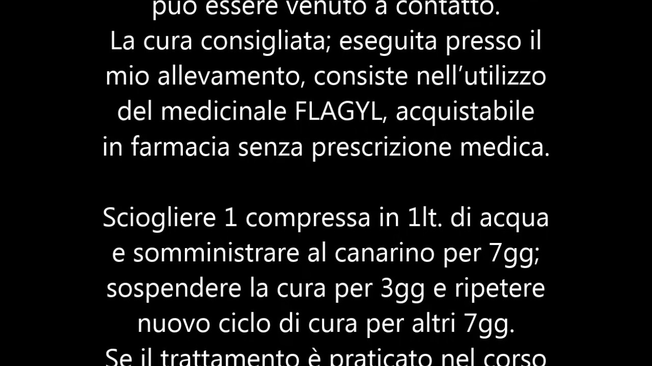 Tricomoniasi canarini - I Canarini di Omar 70XN