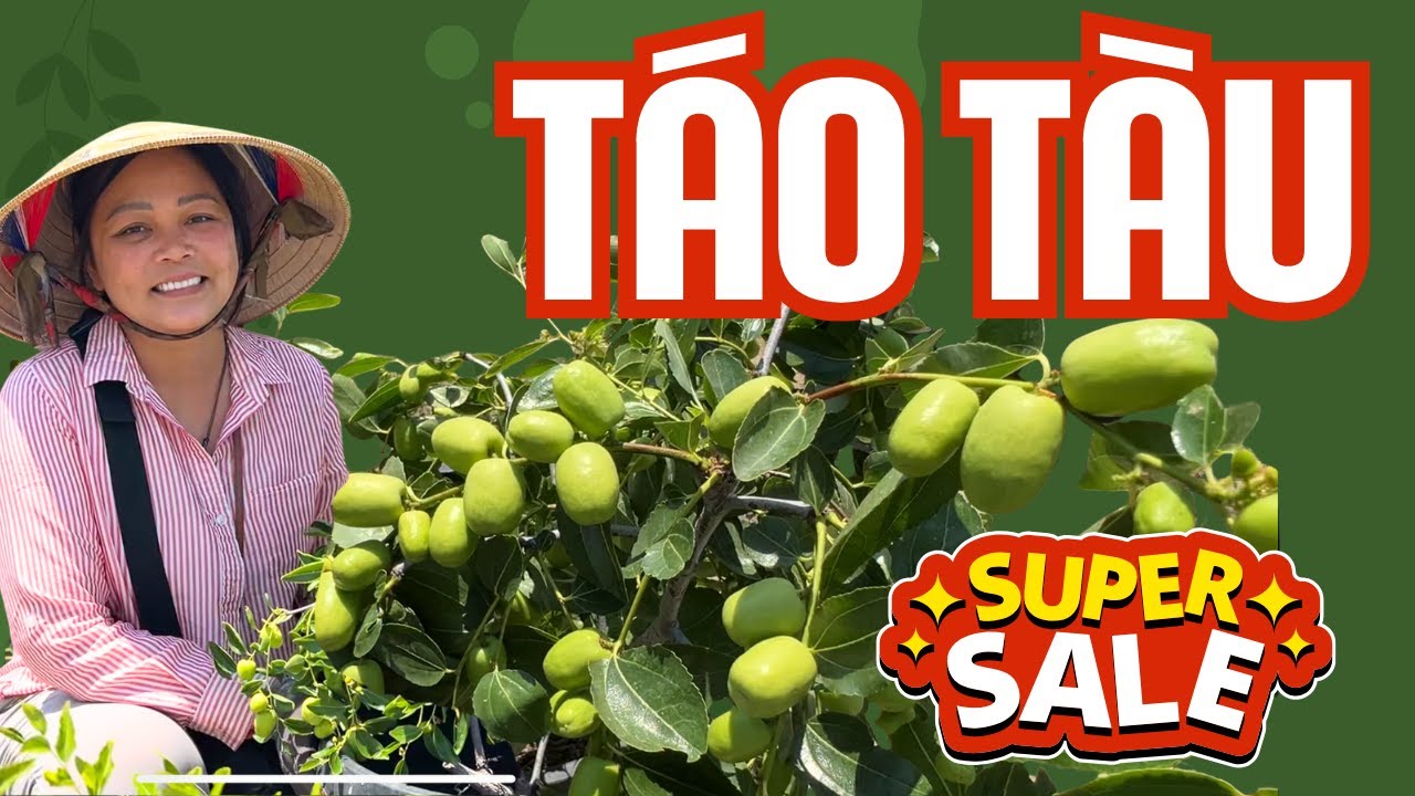 SALE LỚN TÁO TÀU dongzao, sherwood, 2 in 1 các loại chỉ từ $150! ĐẾN 30/7 ONLY 🥳