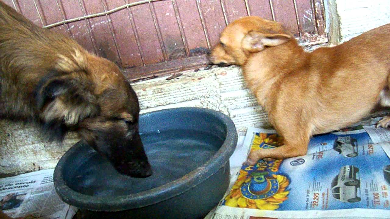 Audo&ccedil;&atilde;o ACAPA - 'Moicano' e outros c&atilde;es esperando por um lar na ch&aacute;cara