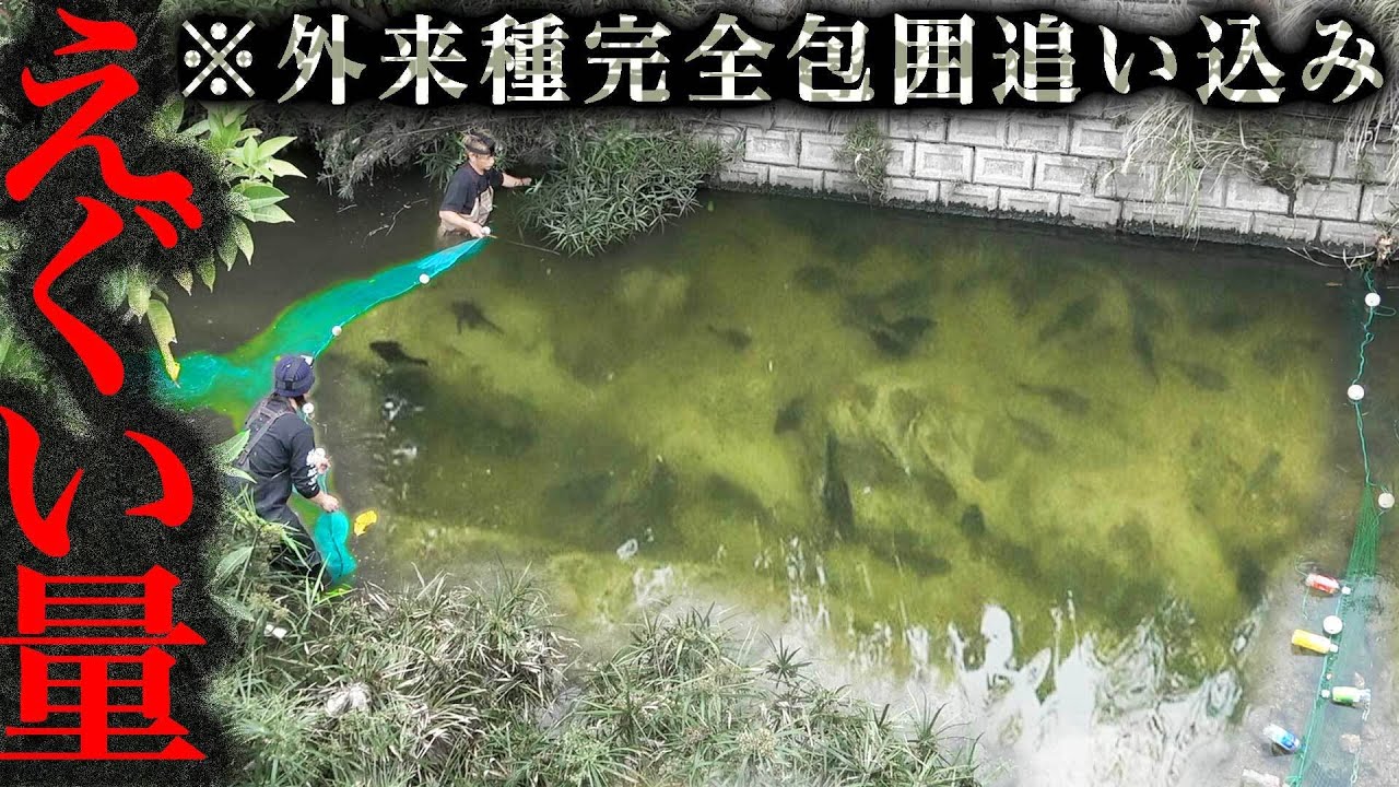 沖縄で異常繁殖した外来種を『巨大な網』で追い込んで捕獲せよ！