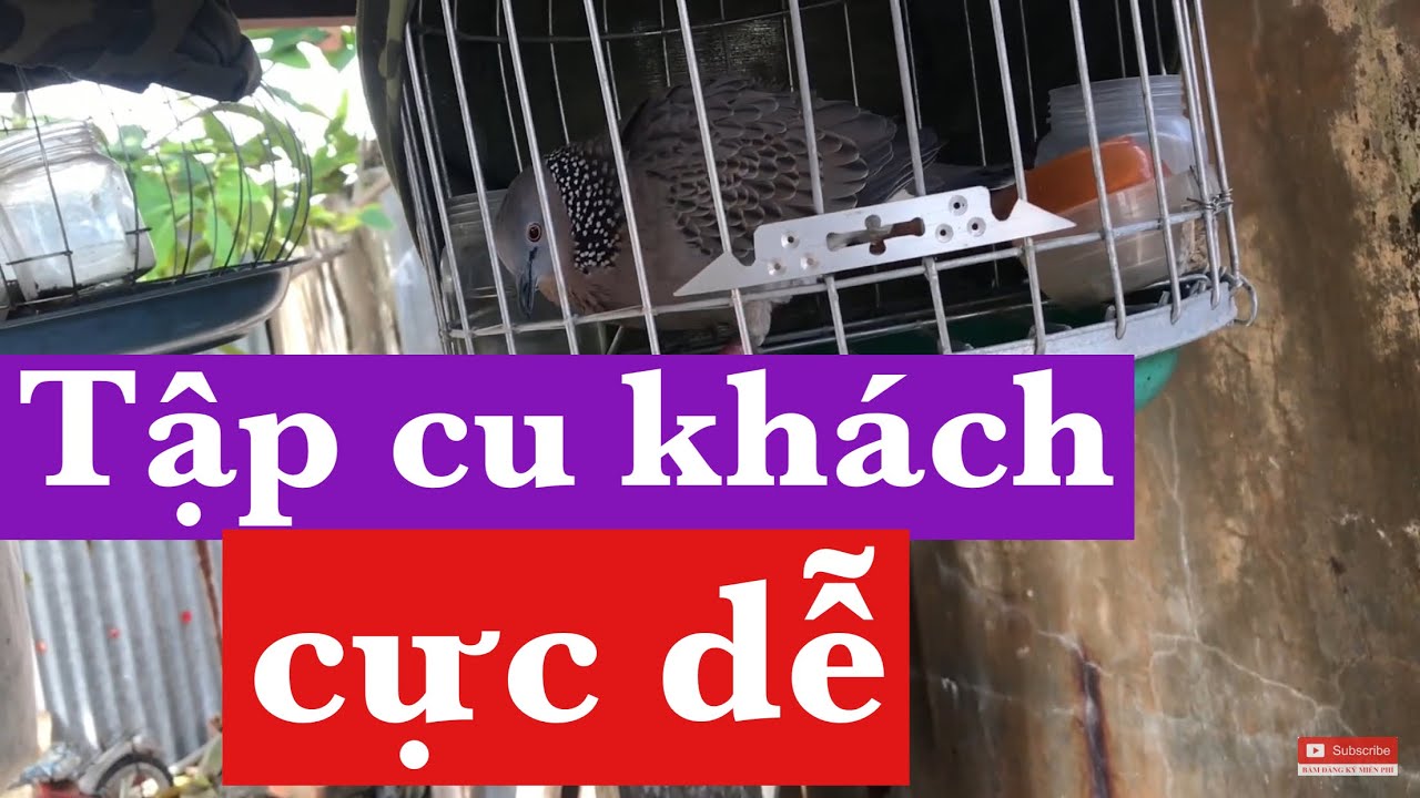Chia sẽ cách tập chim cu lên cu khách đơn giản | Streptopelia chinensis | Anh Bảy Thép 0913260614