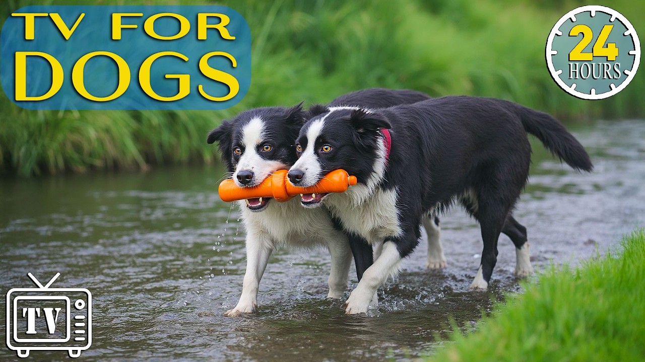 Dog TV 24/7: Best Calming Music & Videos for Dogs | Cure Separation Anxiety & Stress Relief for Dogs