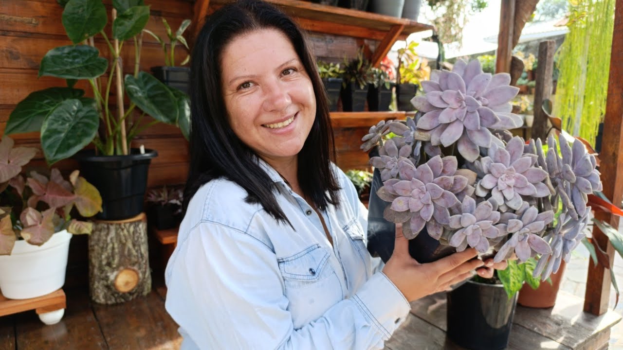 Vem ver nossa coleção de plantas.