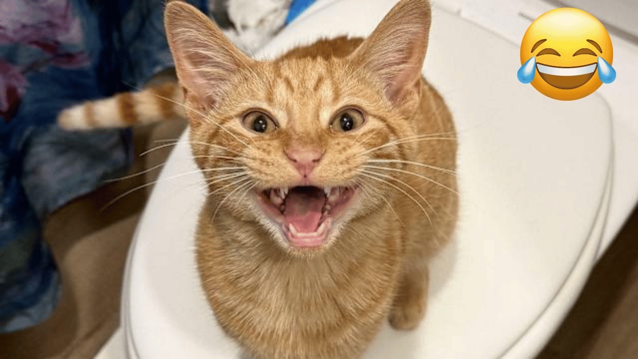 The Funniest Cats and dogs😂 🐱 - Don't Try To Hold Back Your Laughter 🤣#Funnydogs #funnycats