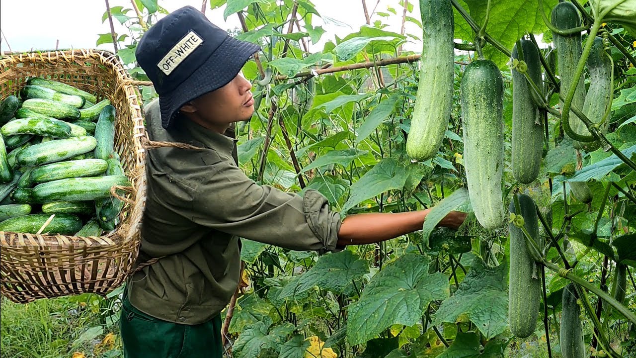 Harvest cucumber garden to go to the market to buy food for dogs Lulu, wild - Forest Life CT| Ep 102