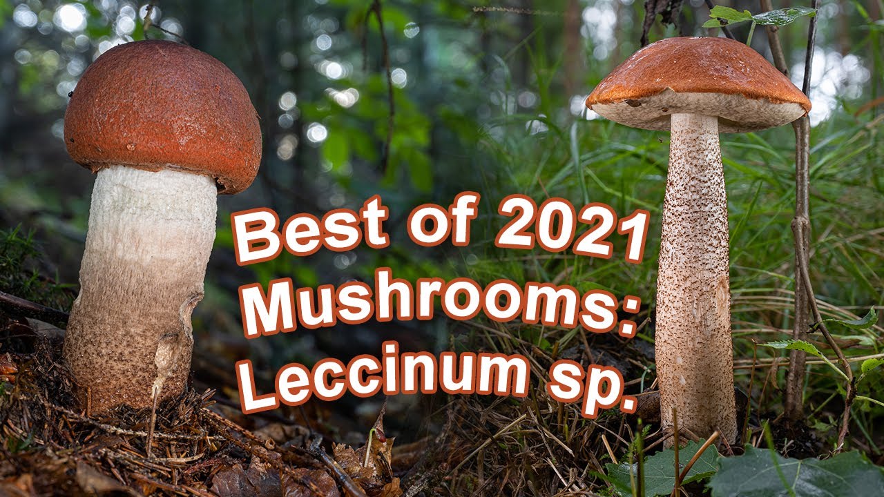 Mushroom Hunting - Best of 2021 - Leccinum sp. | Boletes | Rotkappe