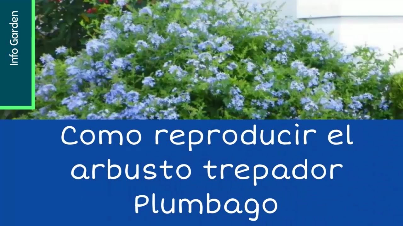 Como reproducir el arbusto trepador Plumbago(Celestina, Jazmín azul )