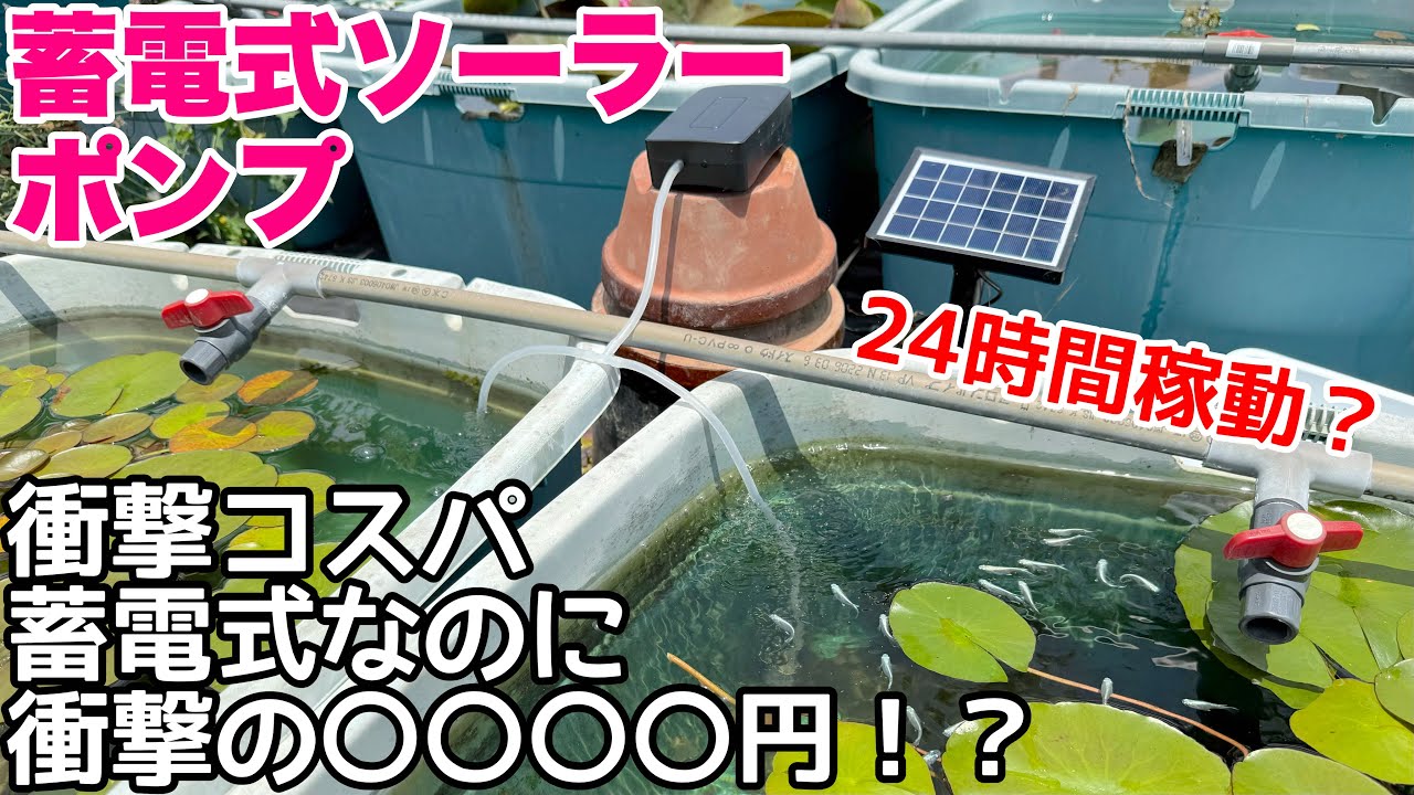 メダカの夏の酸欠対策に！コスパ最強の蓄電式ソーラーポンプをメダカビオトープで使ってみた！蓄電式なのに○○円！？　NFESOLAR　メダカ睡蓮ビオトープ