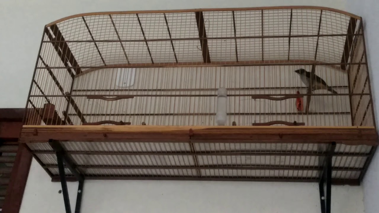 Mais uma nota do kaligola