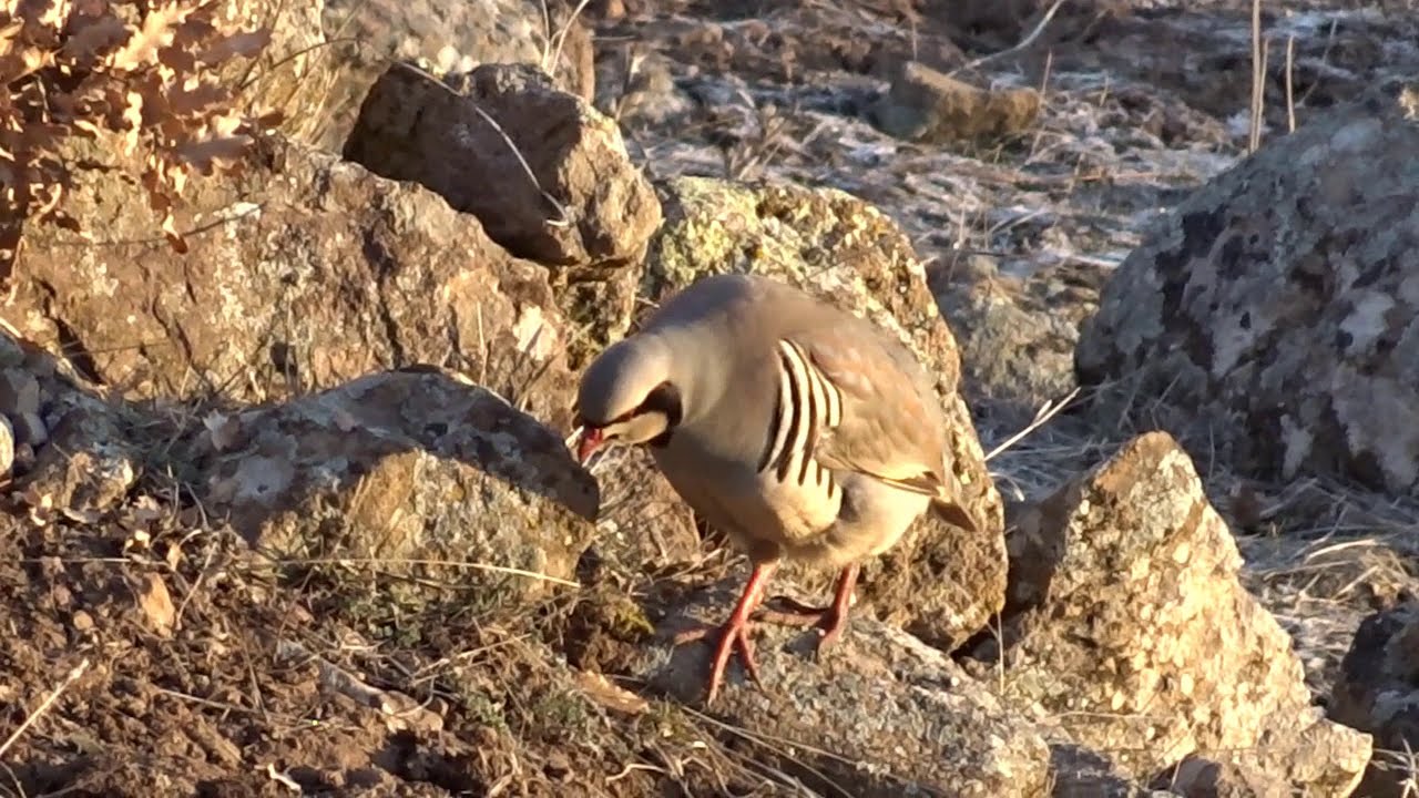 Keklik Avı (Bağlı) - الحجل طائر - куропатка - partridge