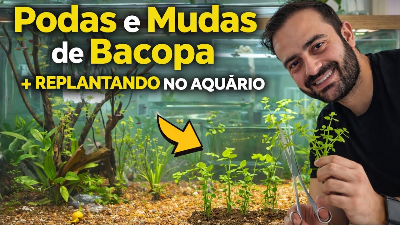 015 | Podas e Mudas de Bacopa no Aquário | Replantio Completo no Plantado