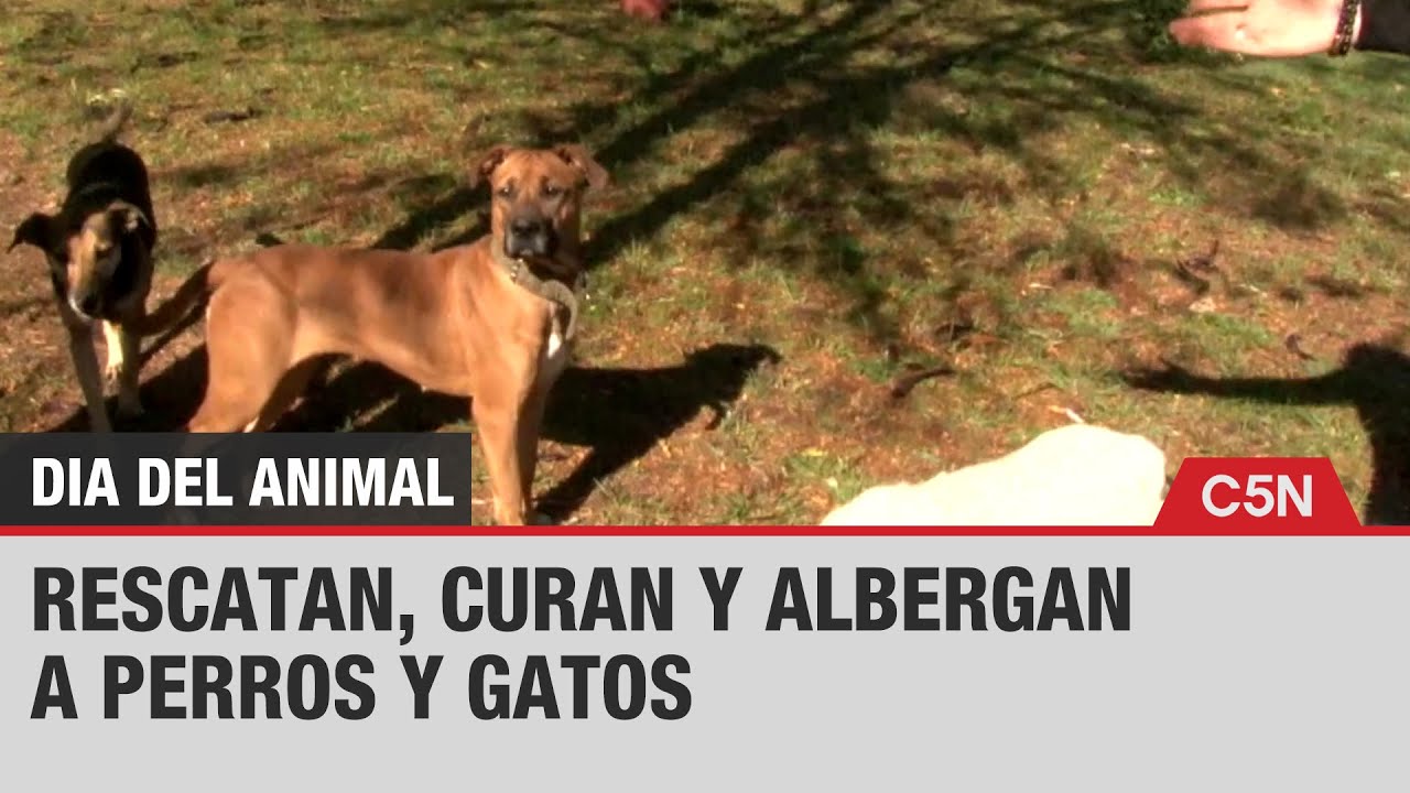REFUGIO ANIMAL: RESCATAN, CURAN Y ALBERGAN A PERROS Y GATOS