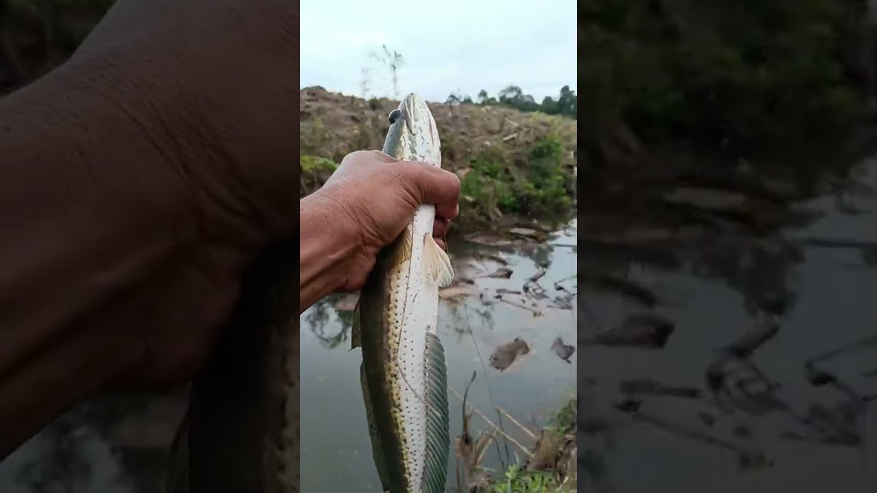 ayo mancing