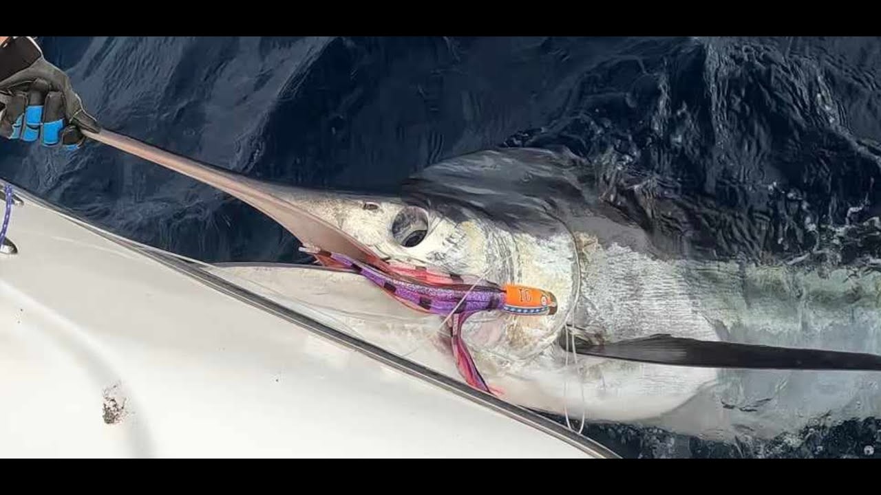 GREAT BARRIER ISLAND MARLIN FISHING 2024