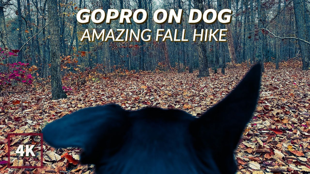 I PUT A GOPRO ON MY DOG AND HAD THE BEST FALL HIKE EVER!