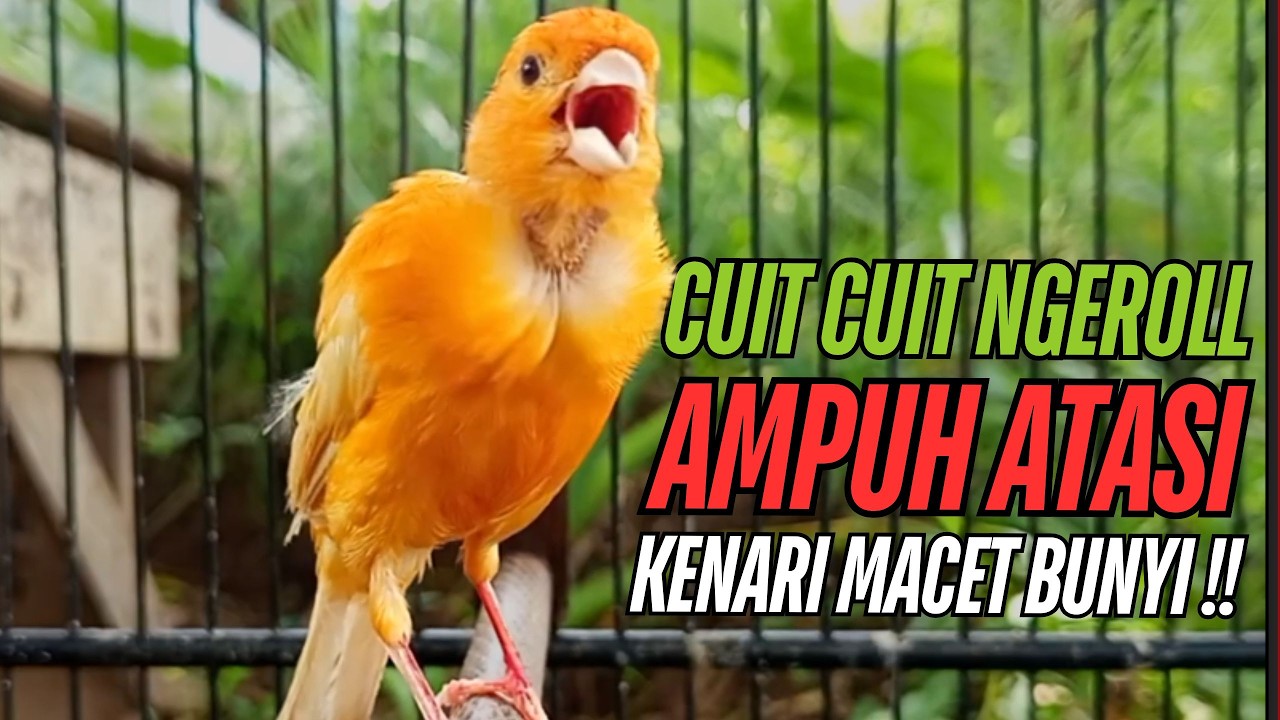 SUARA Kenari GACOR PANJANG Pancingan & masteran Kenari Paud AGAR gacor AMPUH Kenari MACET bunyii