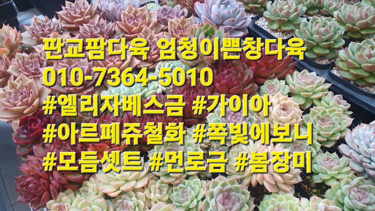 판교팜다육 엄청이쁜창다육010-7364-5010 #엘리자베스금 #가이아 #아르페쥬철화 #쪽빛에보니 #모듬셋트 #먼로금 #봄장미