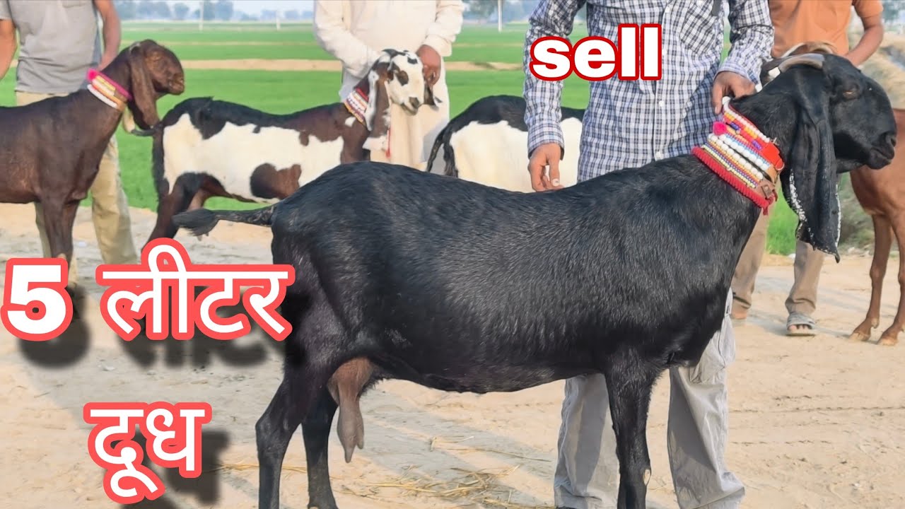 5 लीटर दूध वाली पंजाबी बकरियां बिकाऊ 