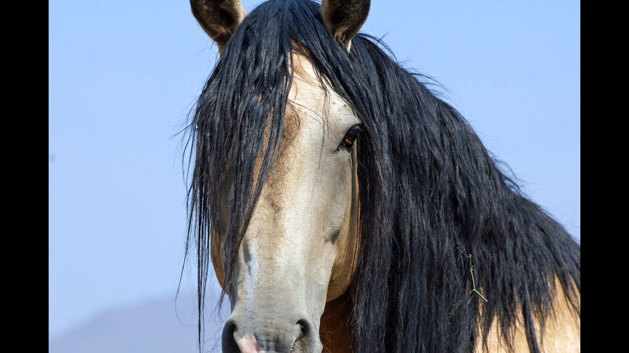 Wild Mustangs PBS Documentary Untamed Legacy