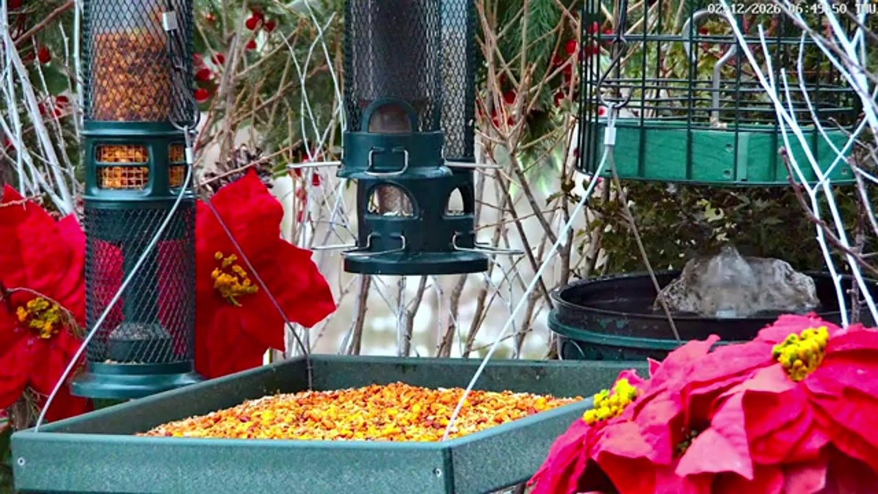 🔴LIVE Winter Cottage Bird Feeder: Cardinals, Woodpeckers, Snow Birds, Juncos, Sleep, Cat TV