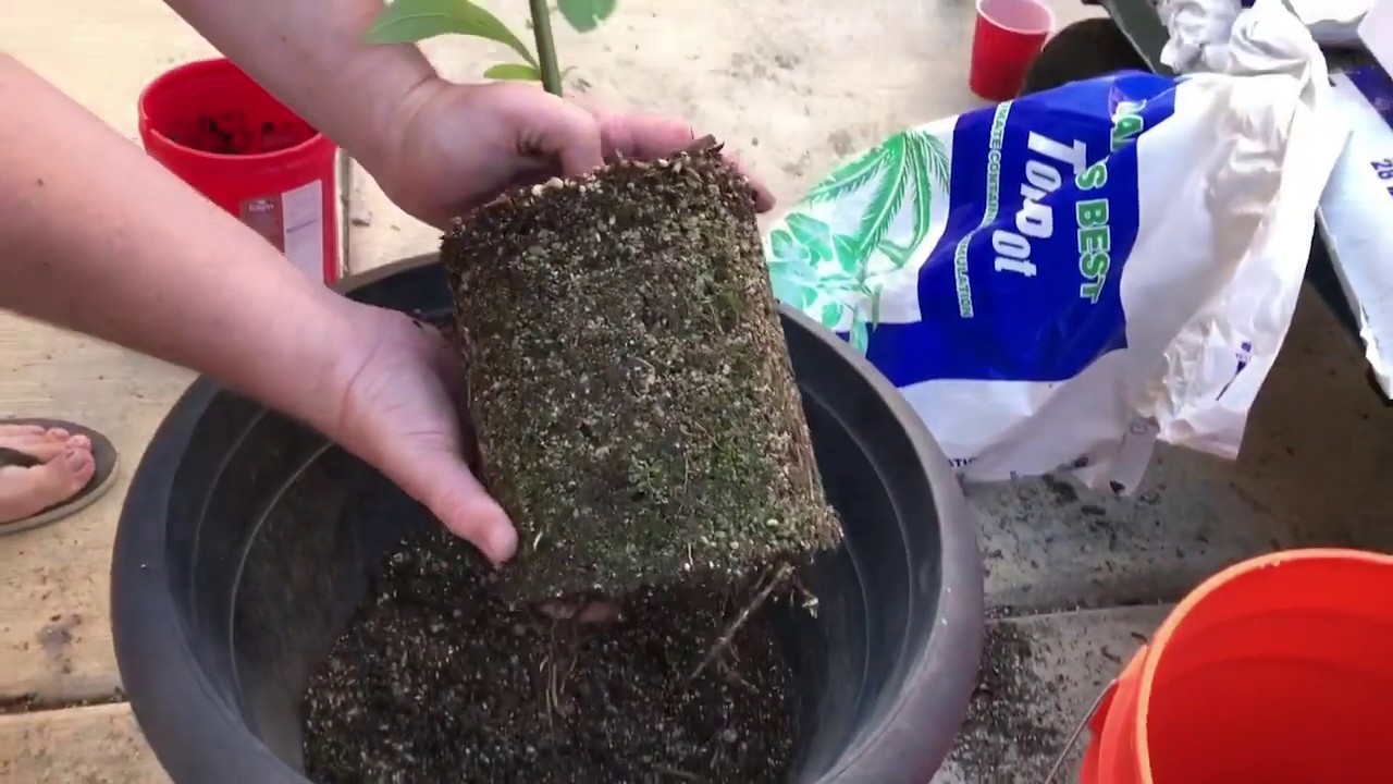 How to transplant a Reed Avocado tree into a container