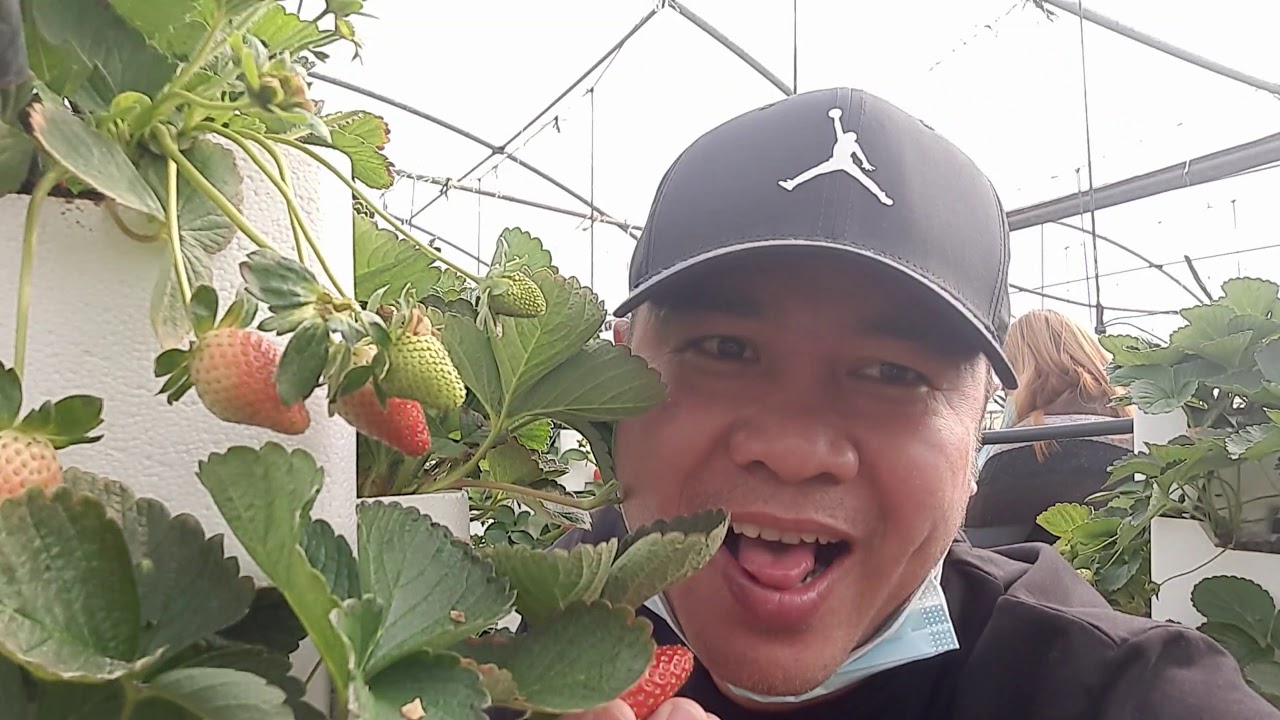 @ Hanging  strawberries farm Libreng  tikim.